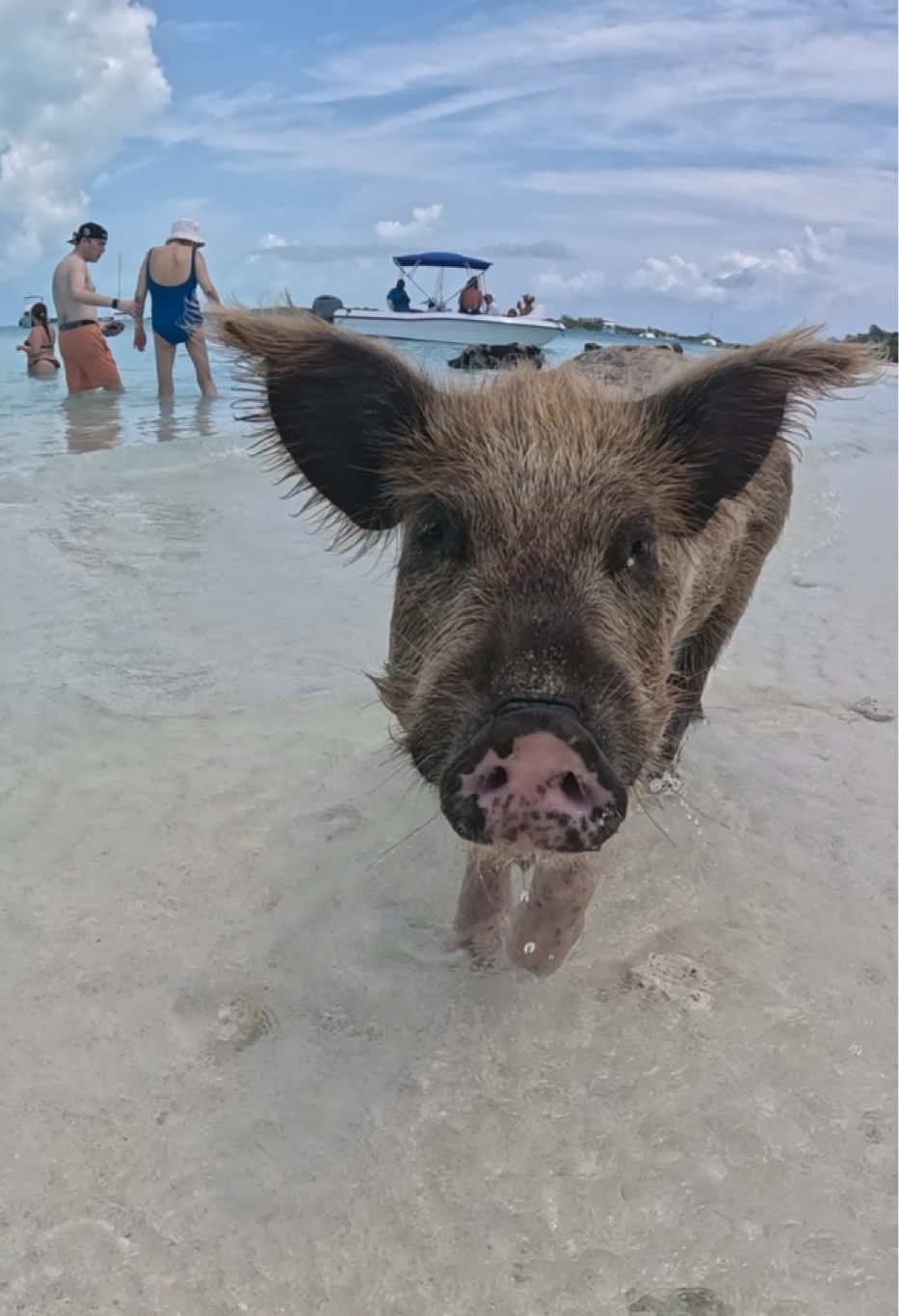 Pig Beach