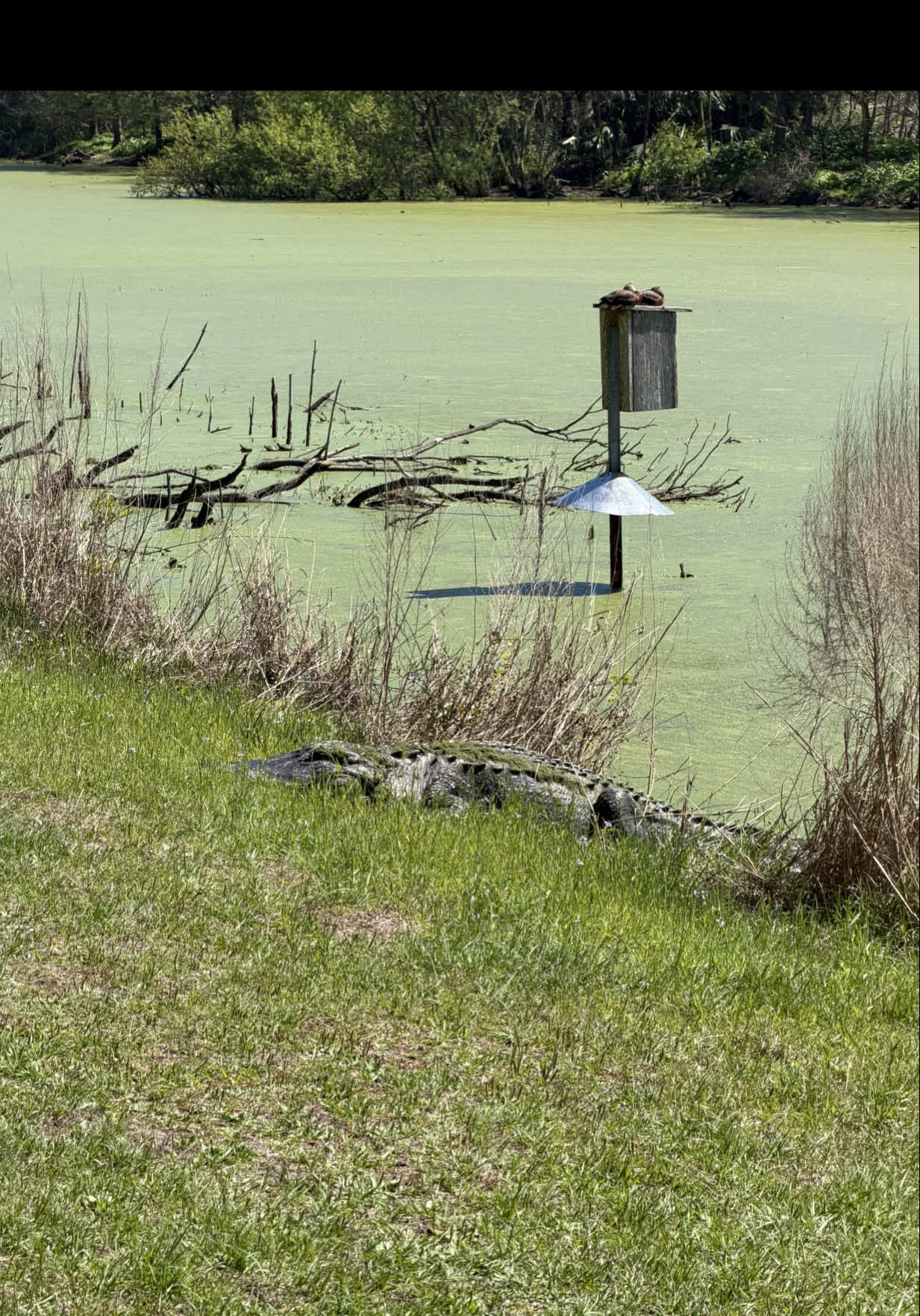 Pinckney Island National Wildlife Refuge
