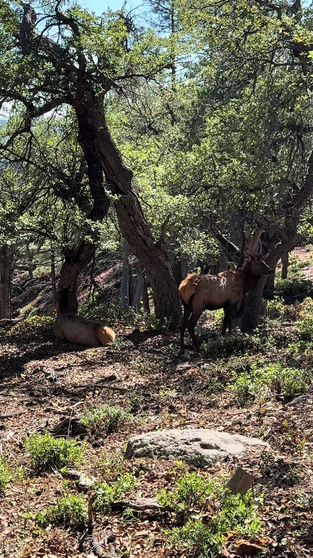 Pine-Strawberry, AZ