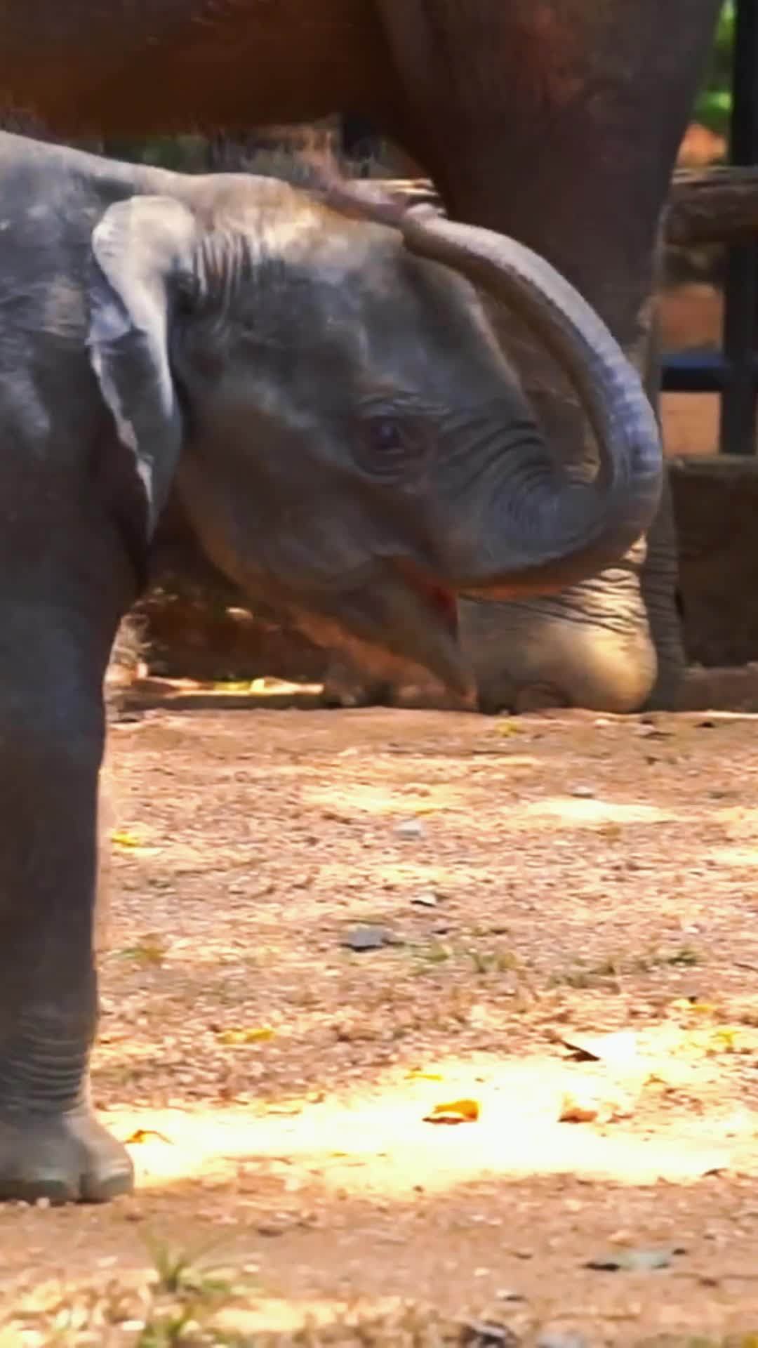 Pinnawala Elephant Orphanage