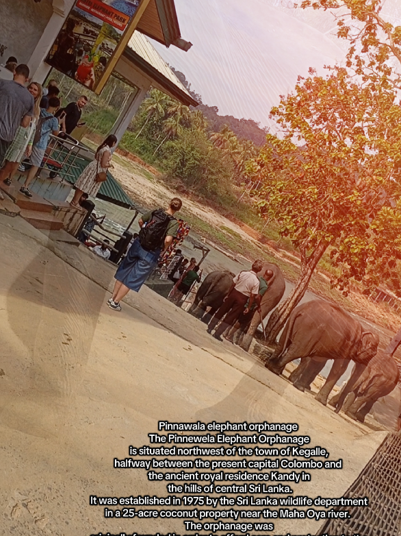 Pinnawala Elephant Orphanage