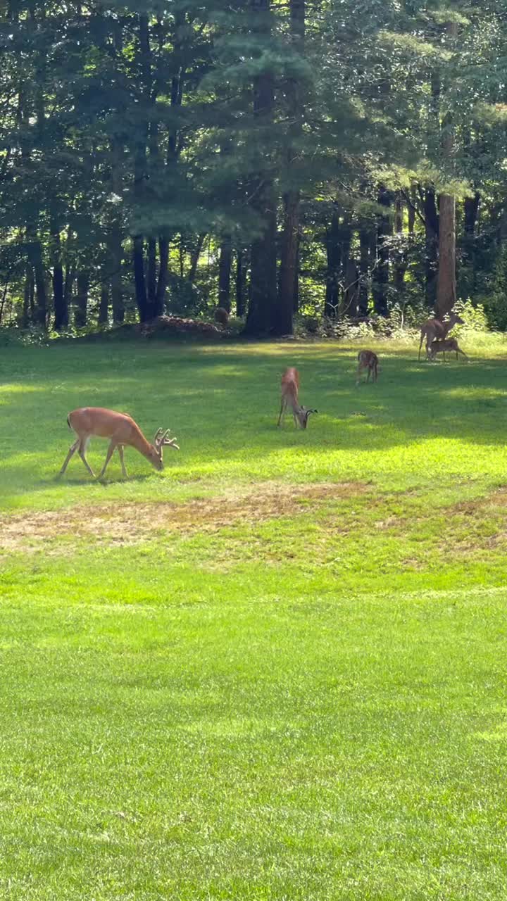 Pipestem Resort State Park, WV