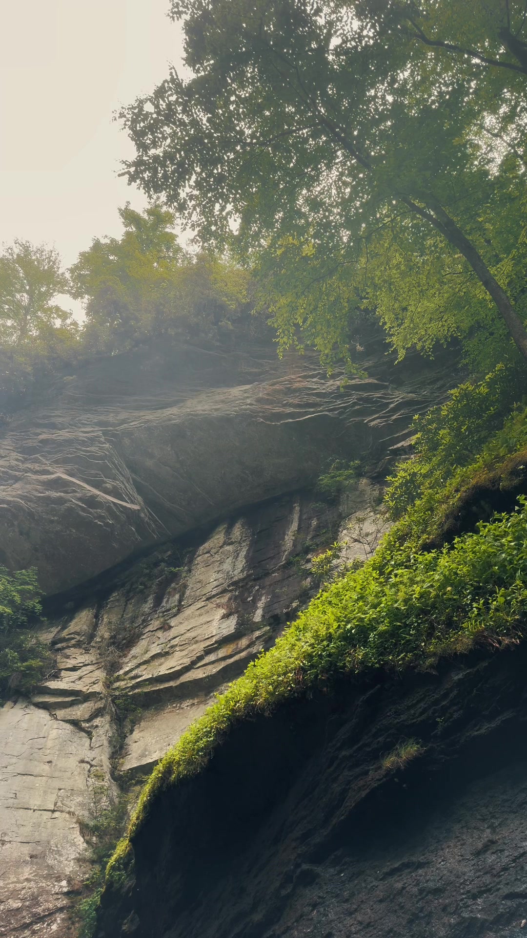 Pisgah National Forest