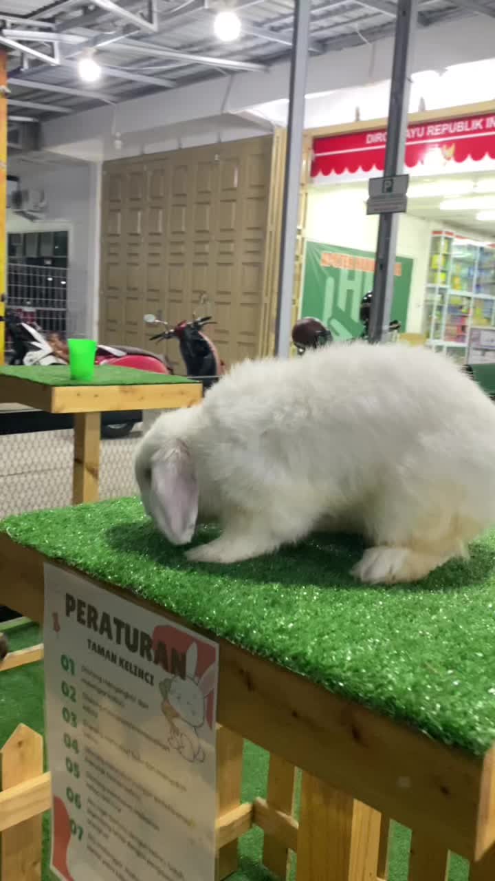Пляж Пярну и детский парк MiniZoo