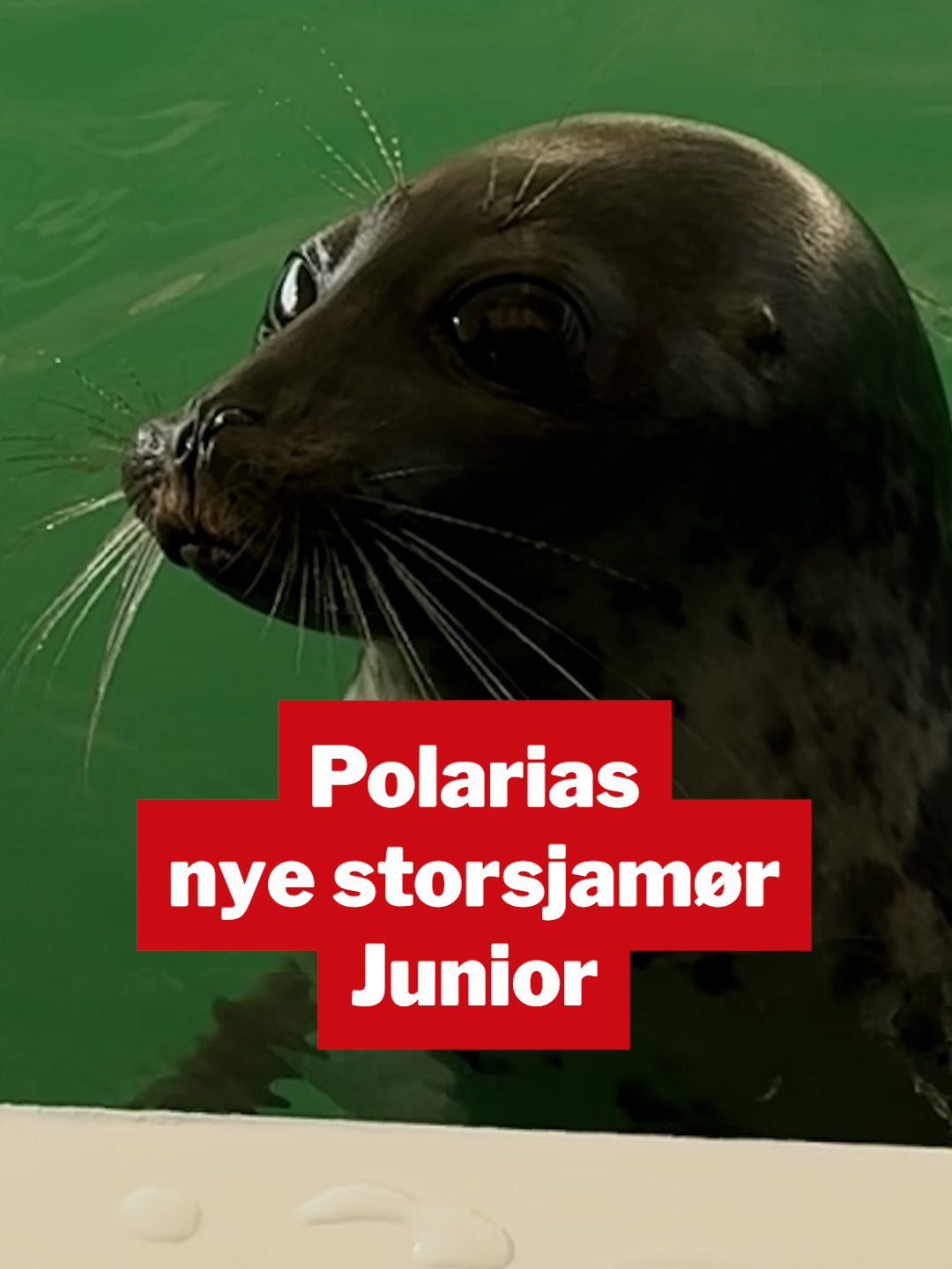 Polaria