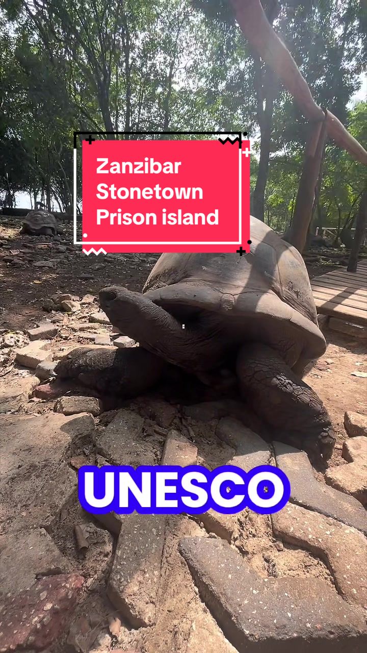 Prison Island (Changuu Island)