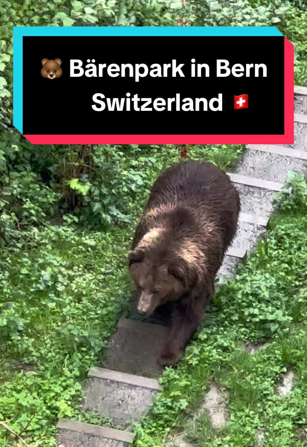 פארק הדובים (Bärengraben / BärenPark)