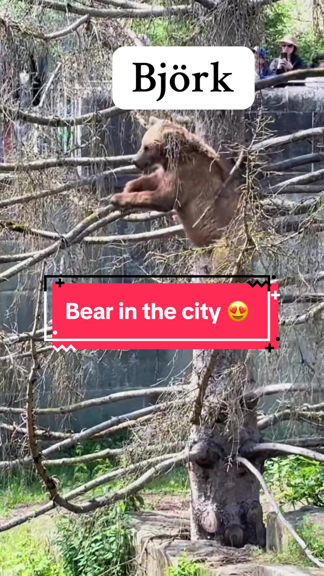 פארק הדובים (Bärengraben / BärenPark)
