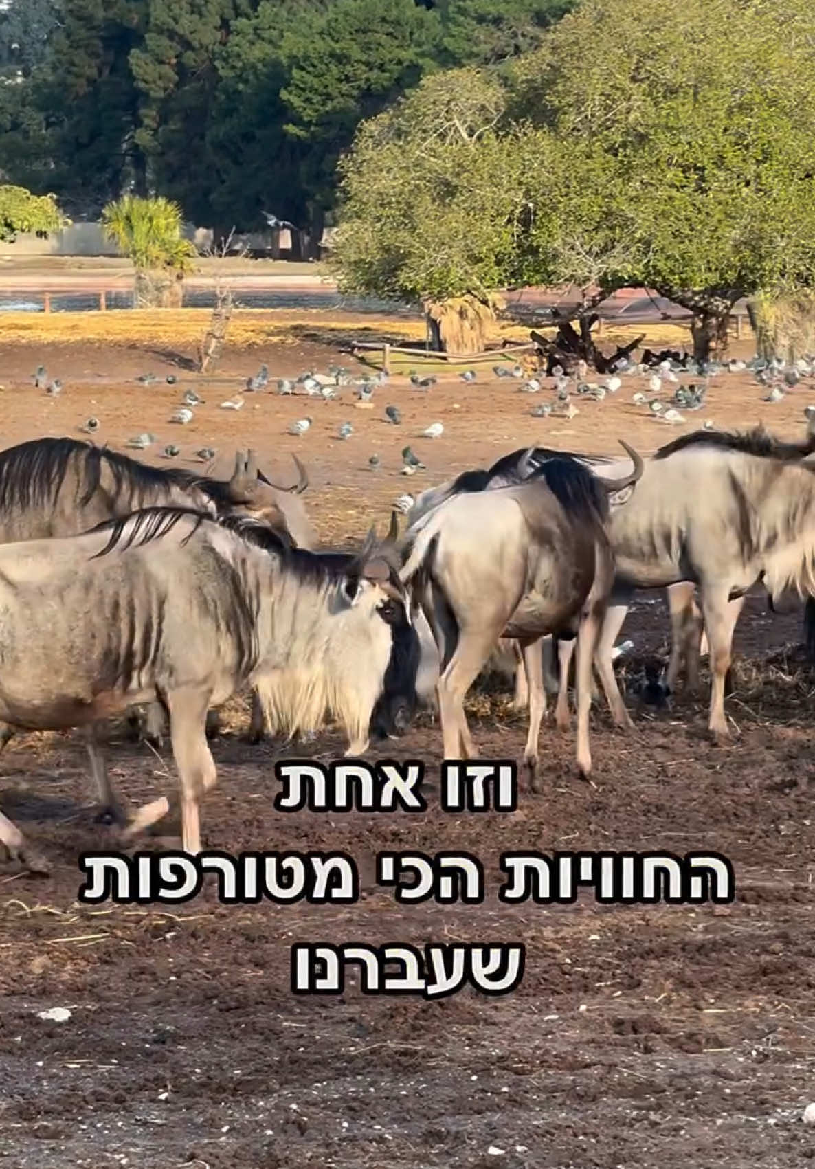 פארק החיילים החדשים