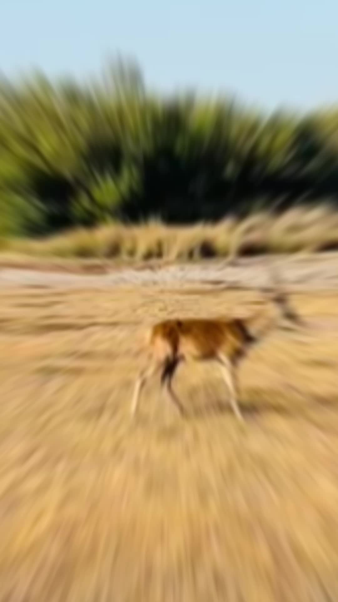 פארק הטבע דוניאנה