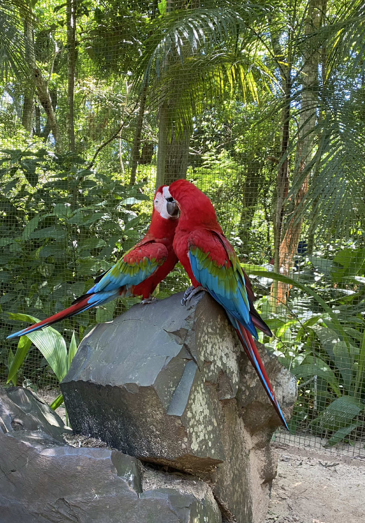 פארק הציפורים Parque das Aves