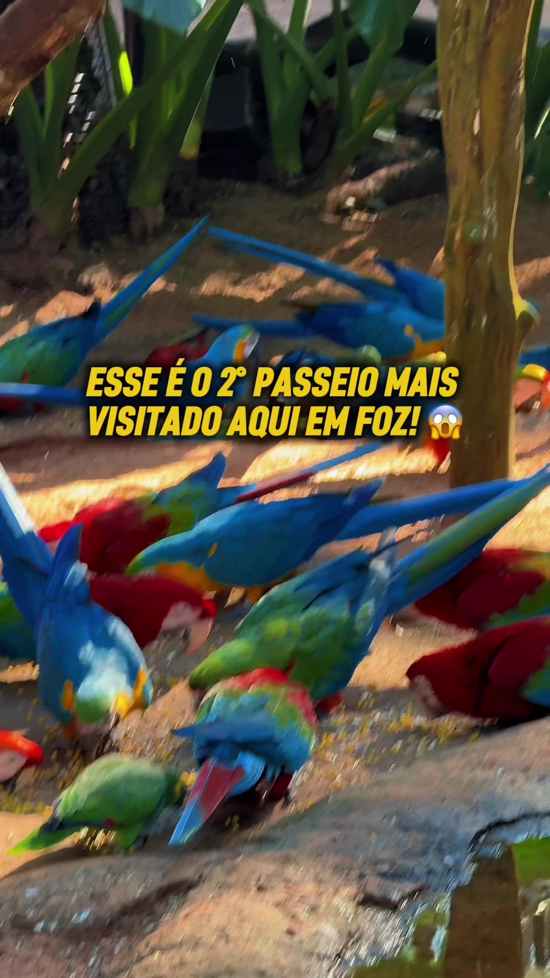 פארק הציפורים Parque das Aves