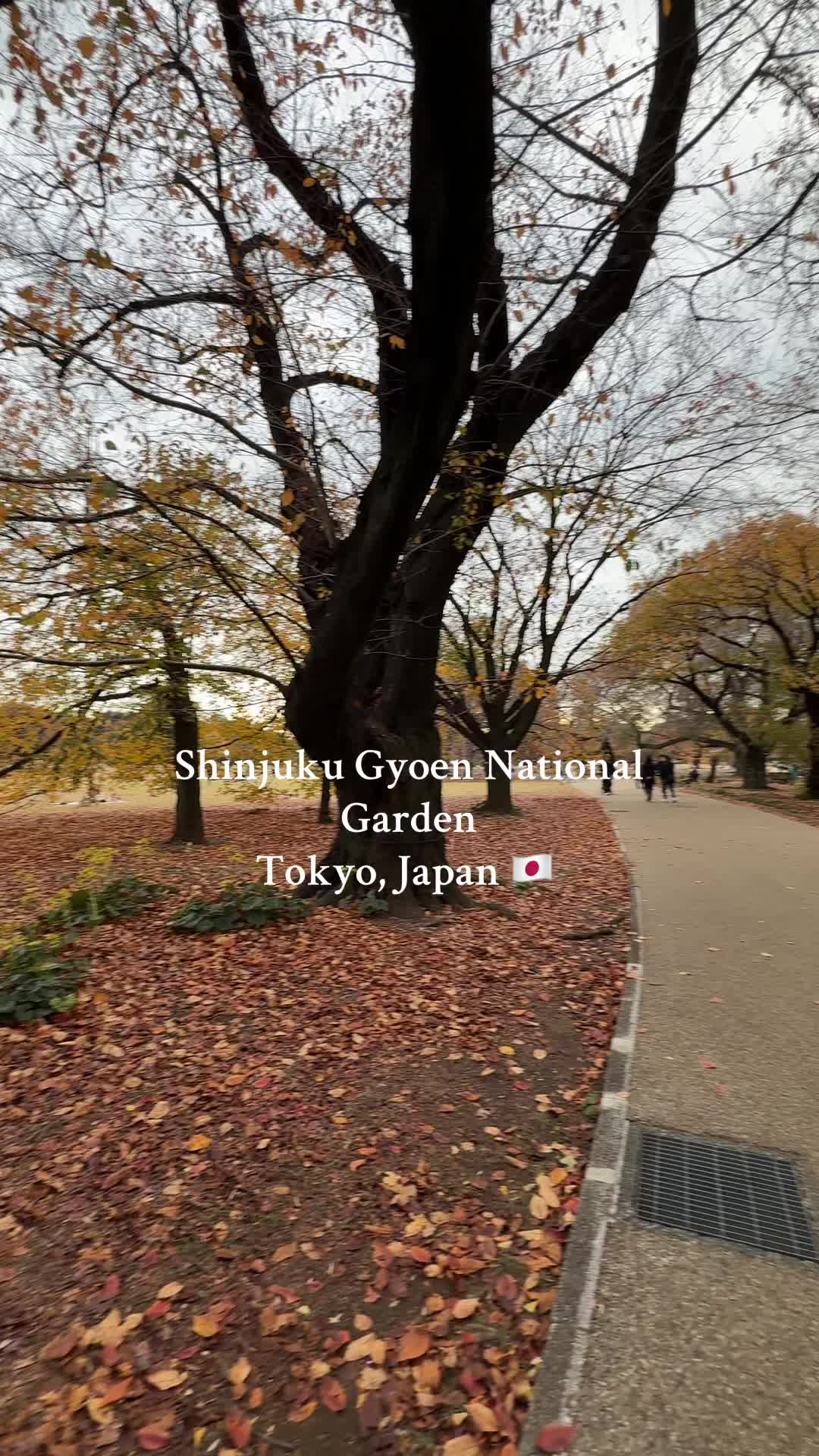 פארק שינגווקו גיון (Shinjuku Gyoen National Garden)