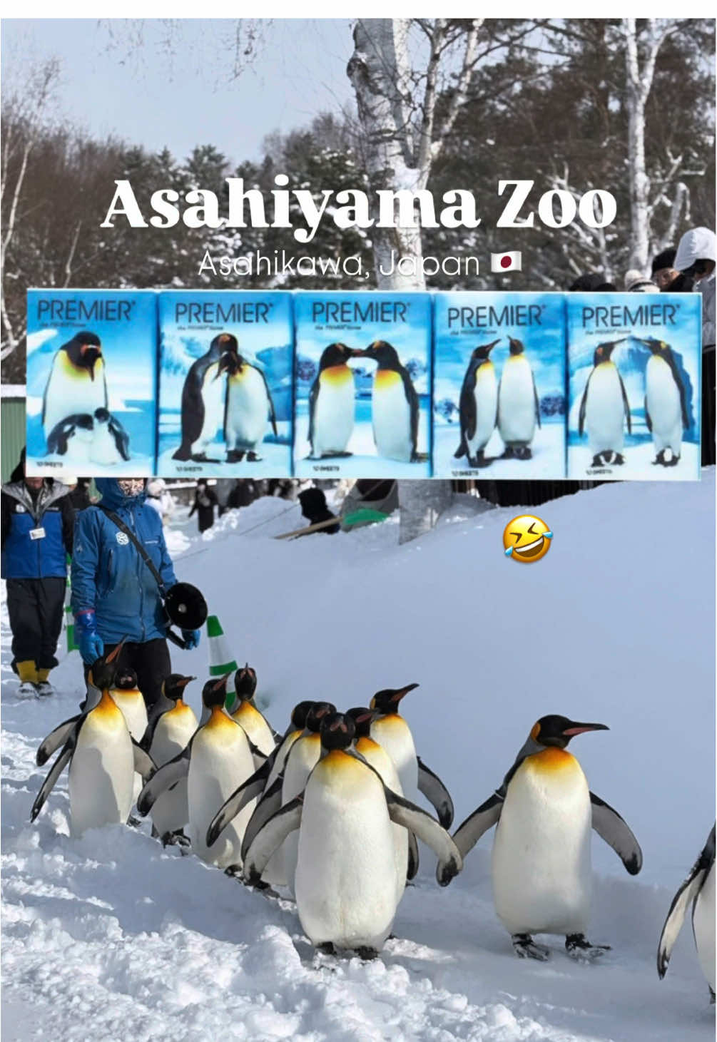 פארק אסקי (Asahiyama Zoo)