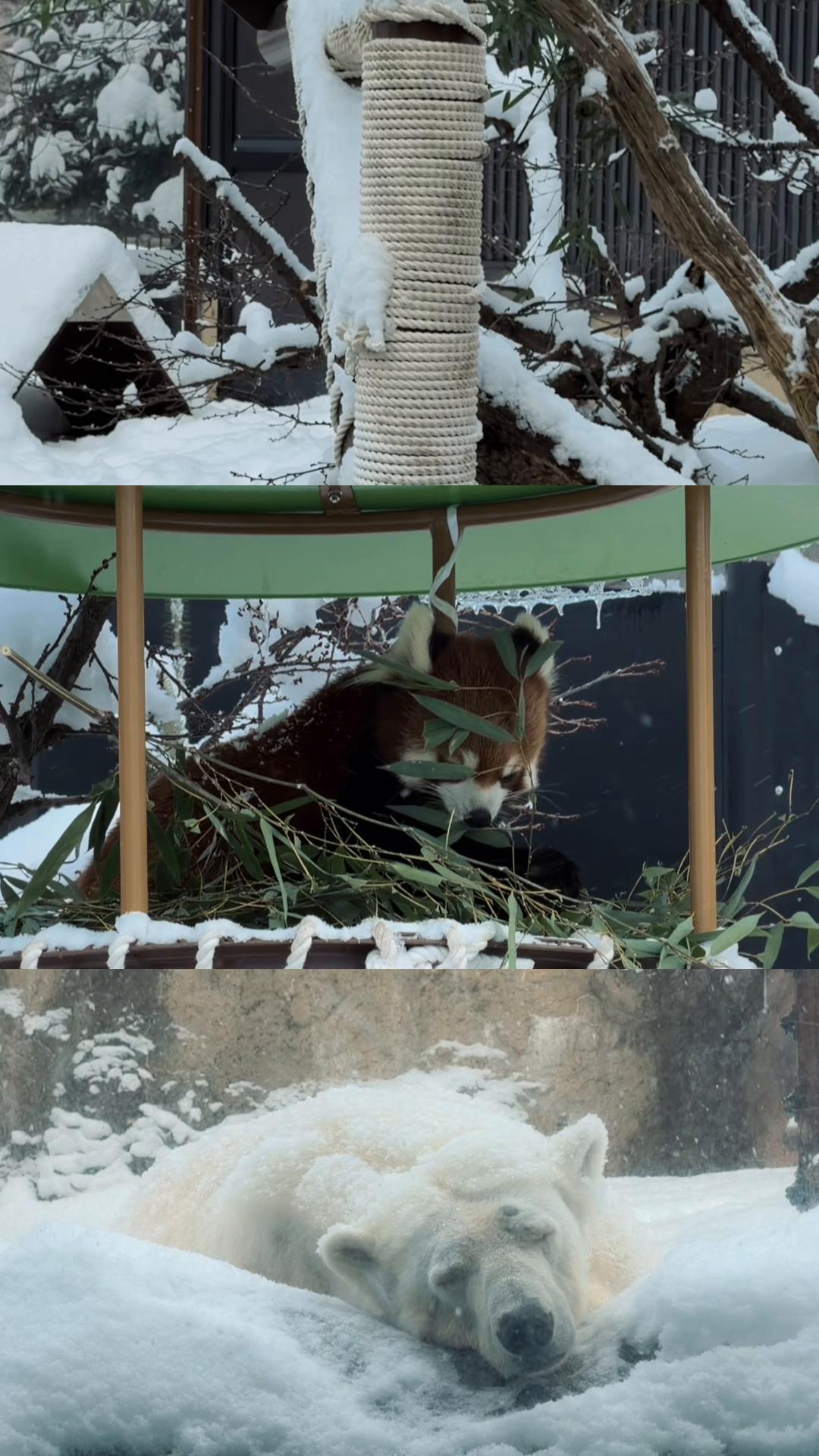 פארק אסקי (Asahiyama Zoo)