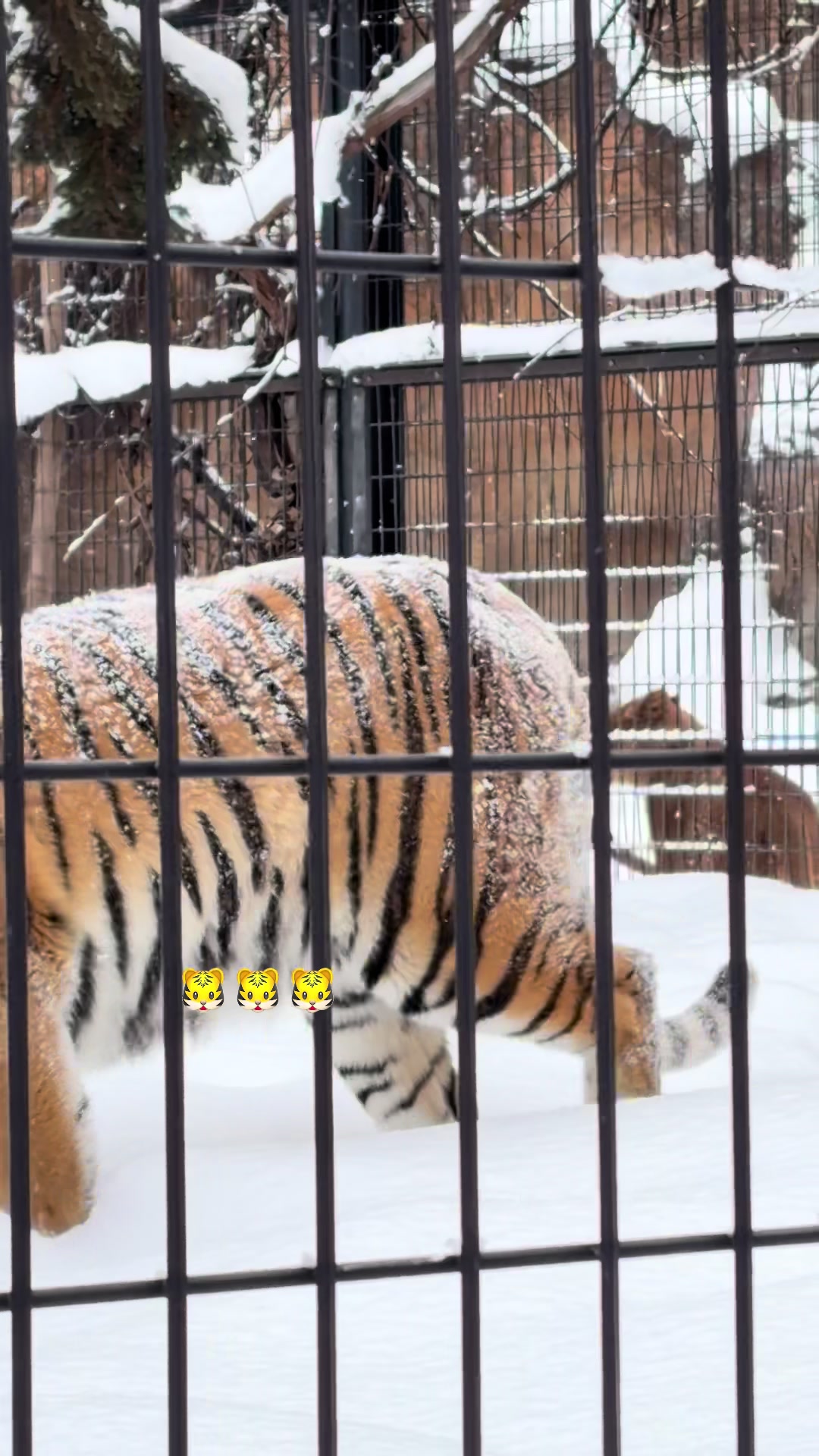פארק אסקי (Asahiyama Zoo)