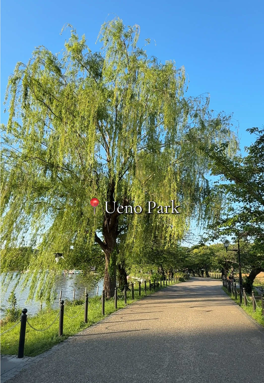 פארק וטירת אוקאצ'י (Ueno Park & Tokyo National Museum באזור Ueno)
