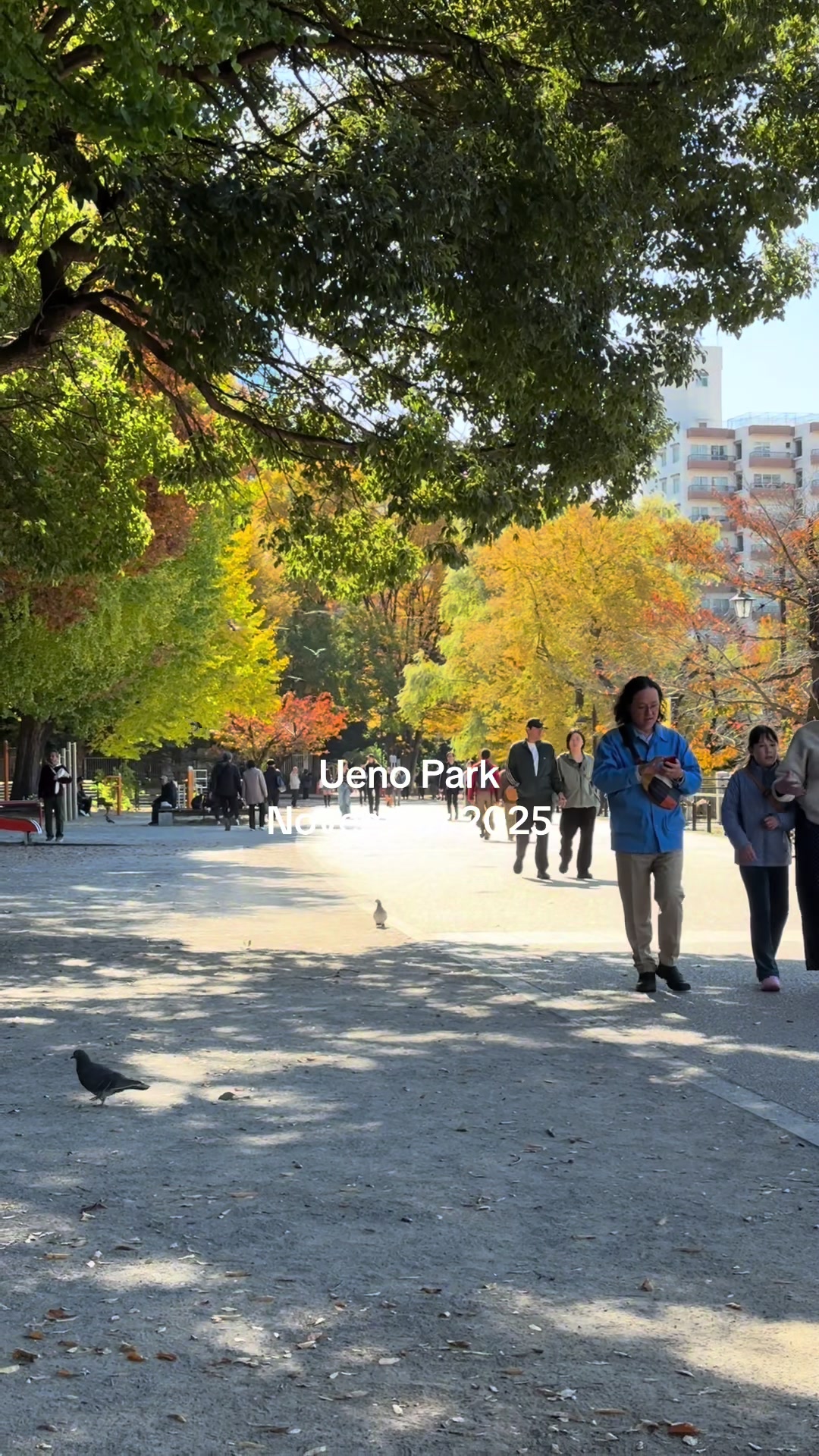 פארק וטירת אוקאצ'י (Ueno Park & Tokyo National Museum באזור Ueno)