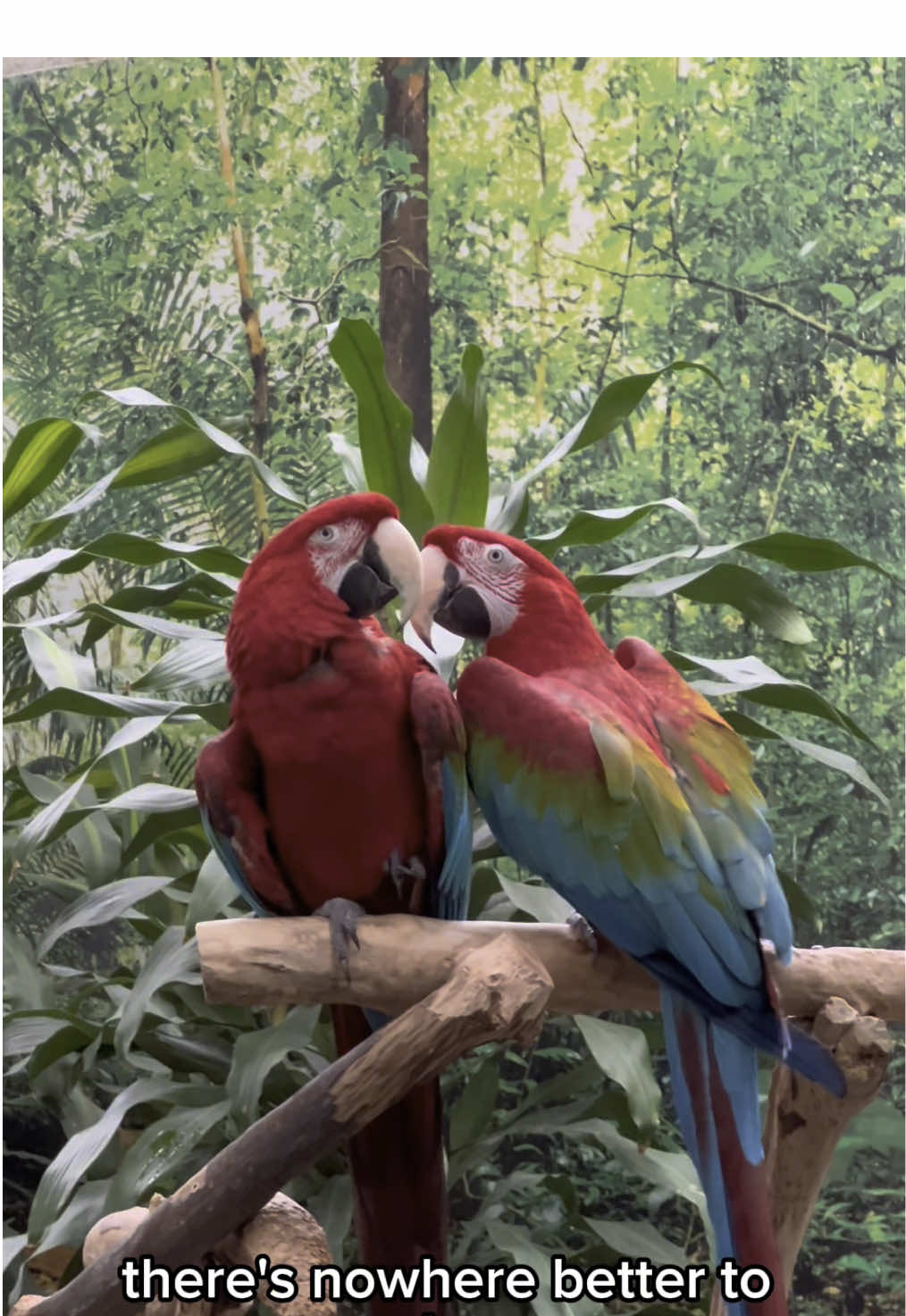 Queen Elizabeth Park - Bloedel Conservatory (Vancouver)