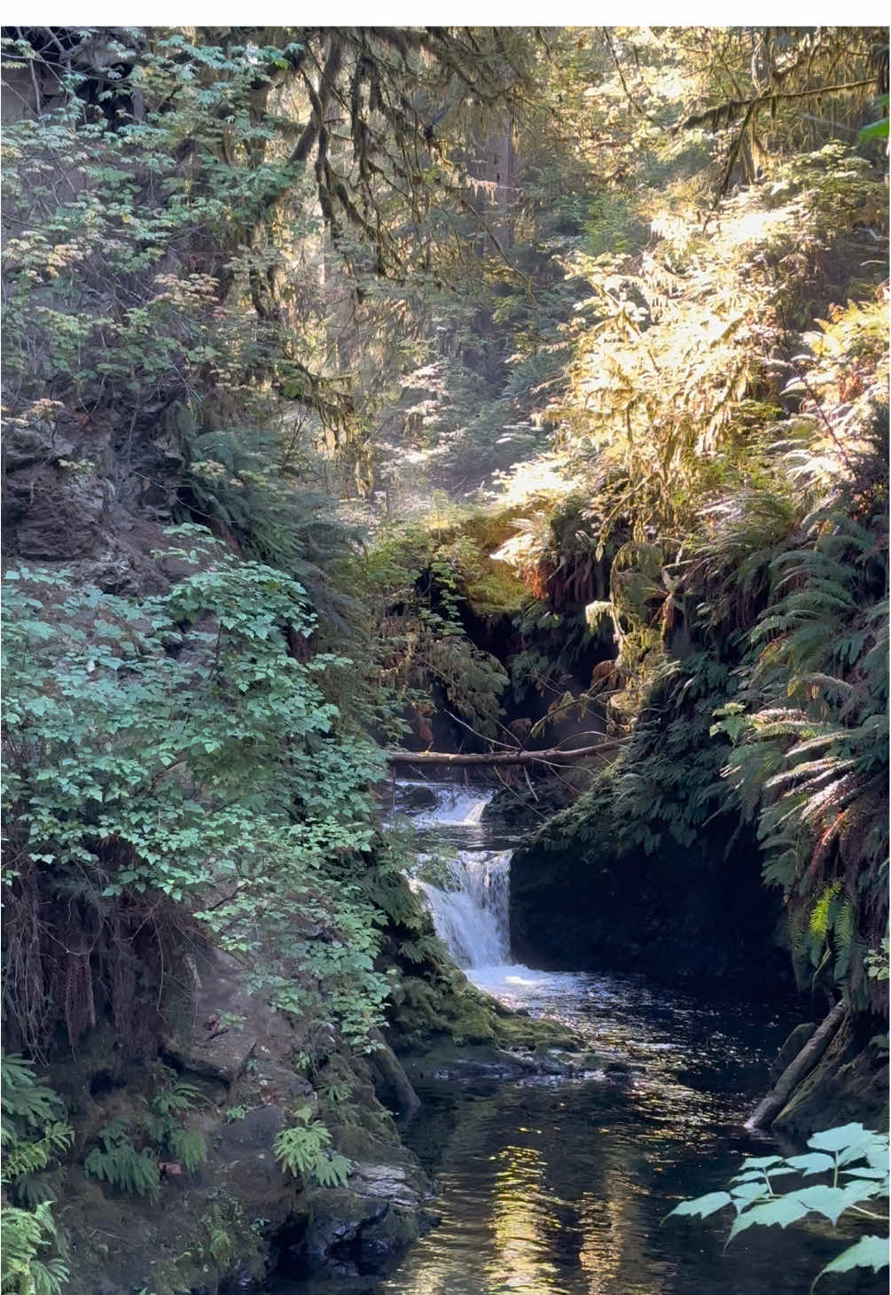 Quinault Rain Forest