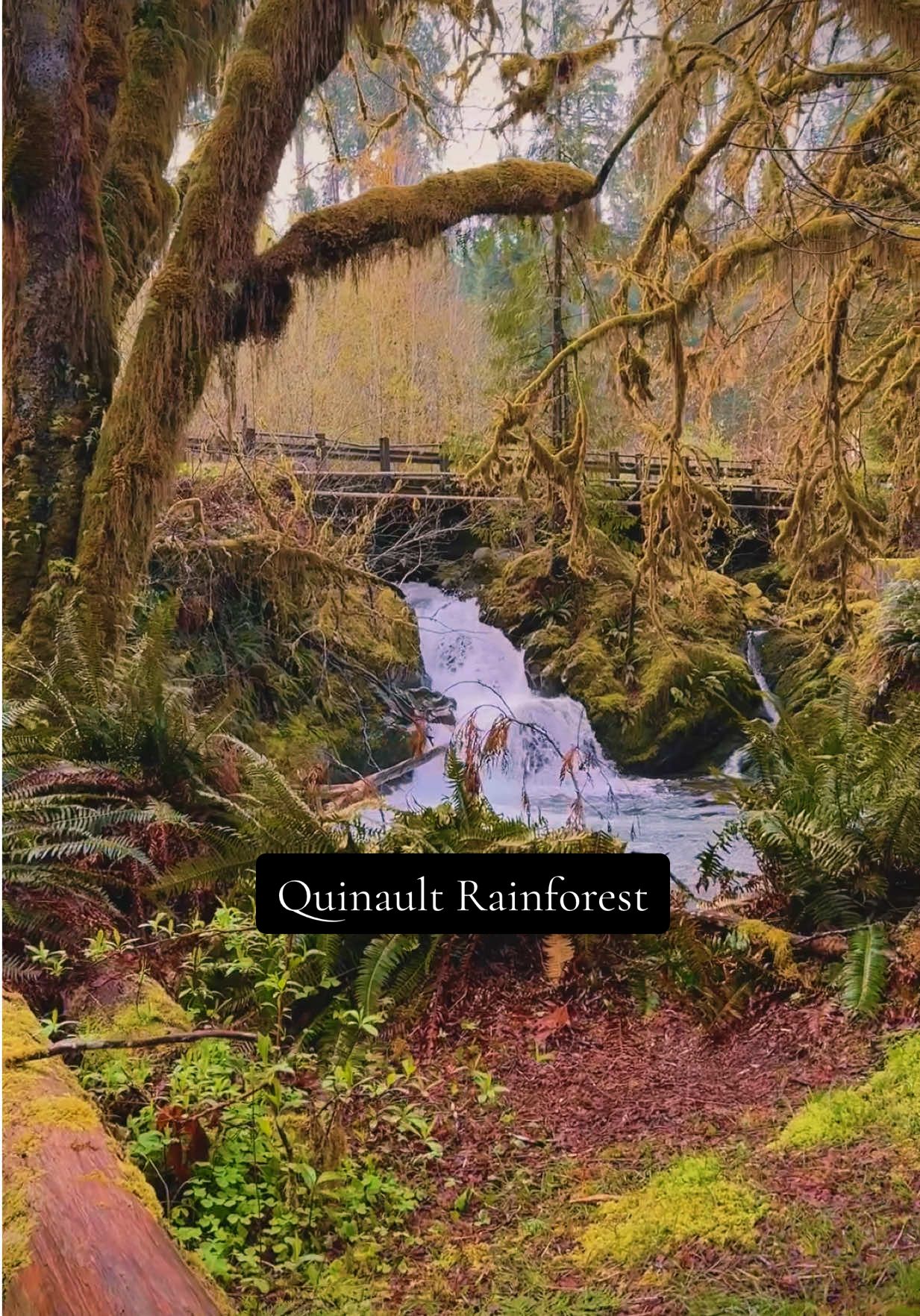 Quinault Rain Forest