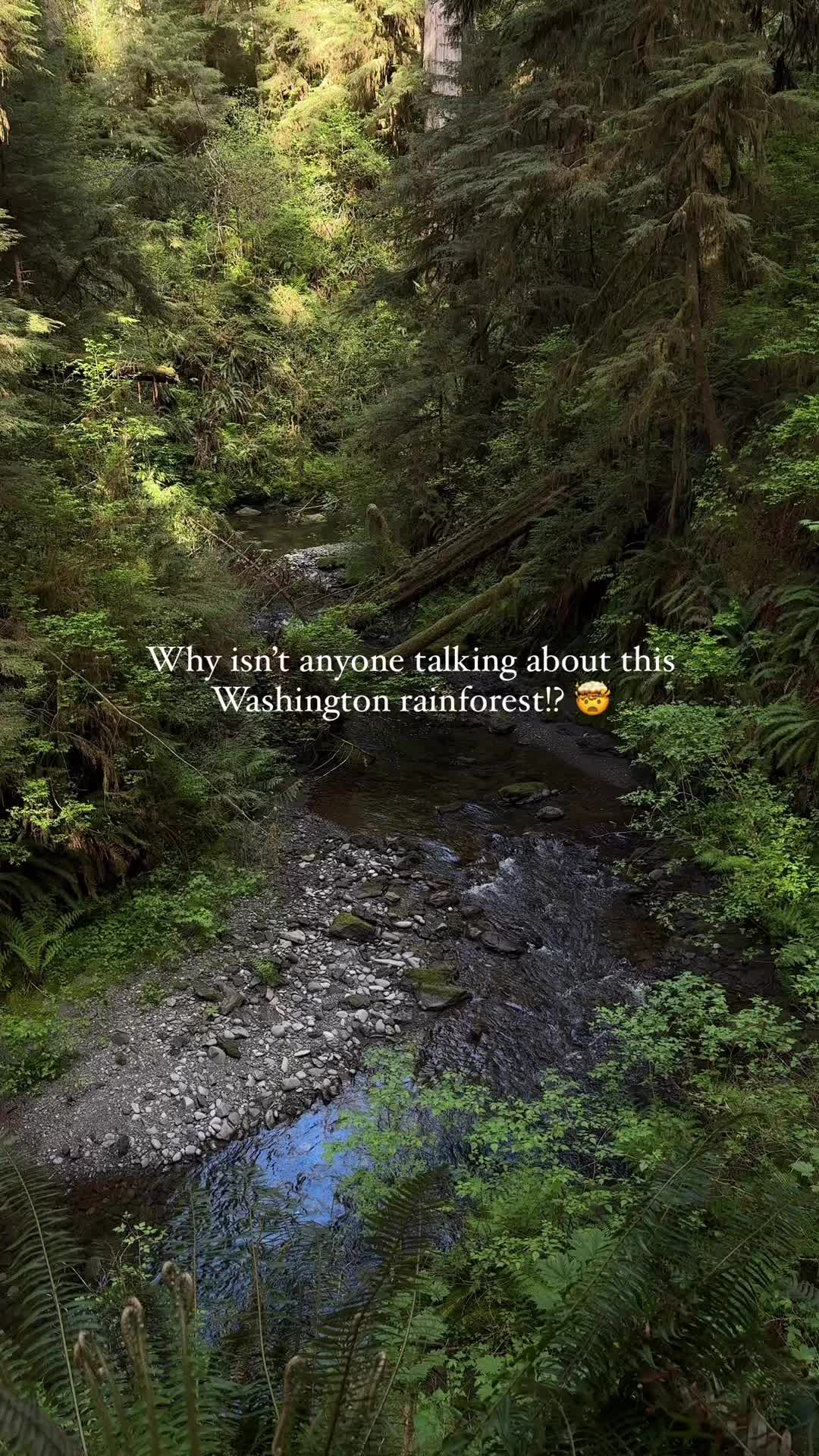 Quinault Rain Forest