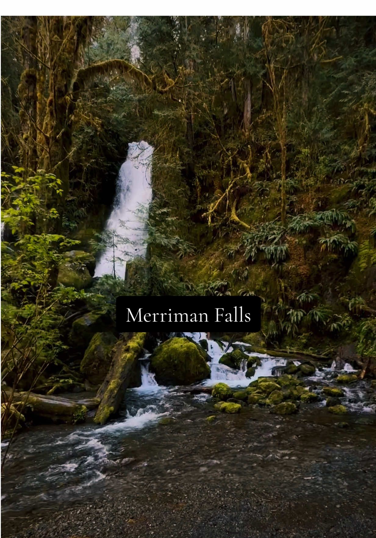 Quinault Rain Forest