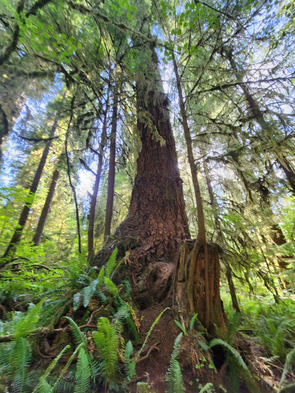 Quinault Rain Forest