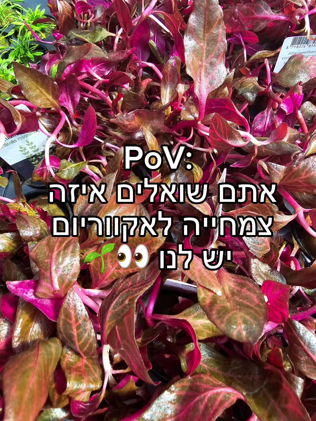 אקווריום מלטה הלאומי