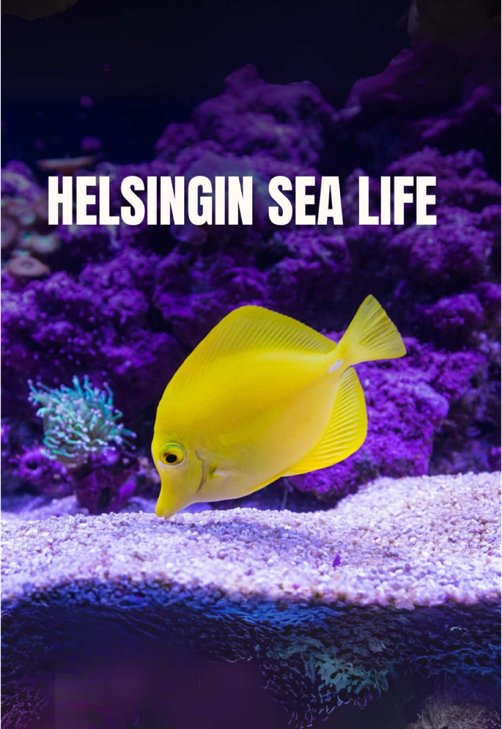 אקווריום Sea Life Helsinki (פארק מול)