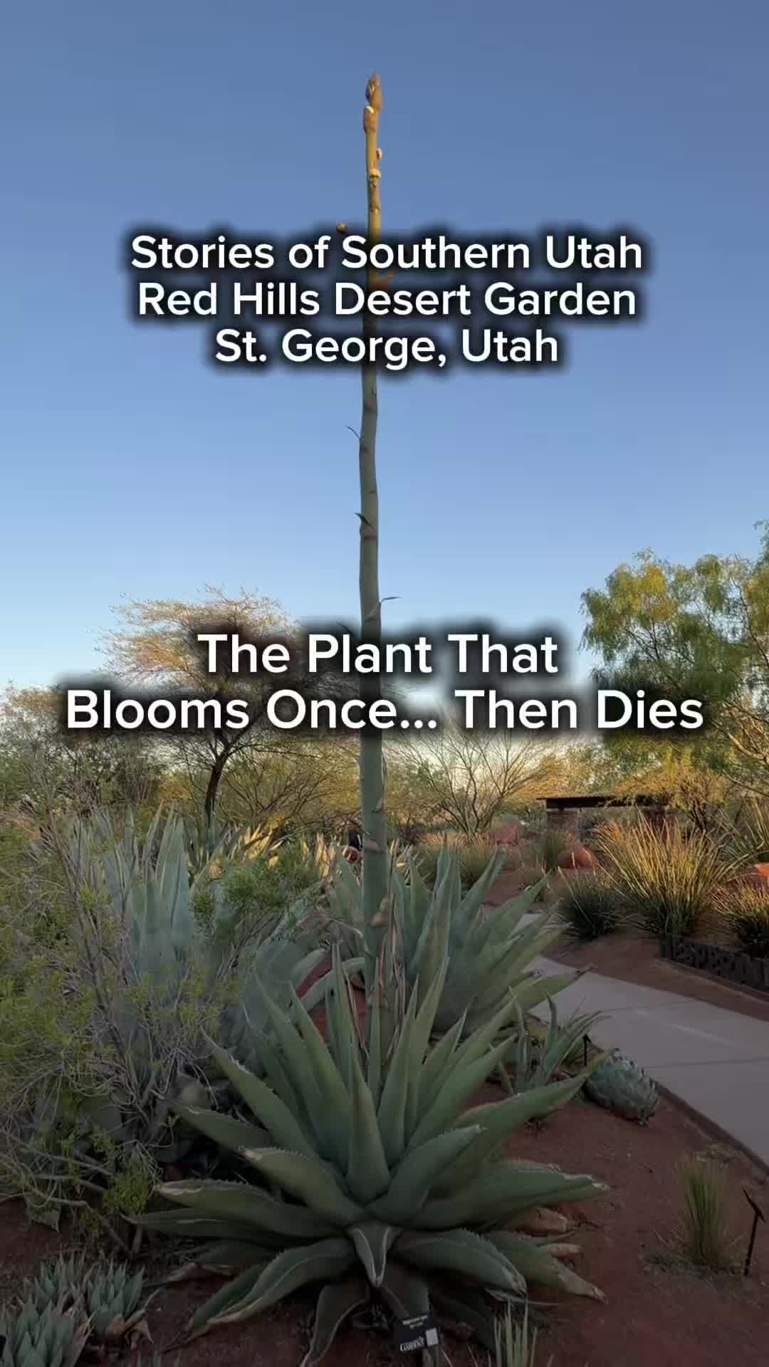 Red Hills Desert Garden