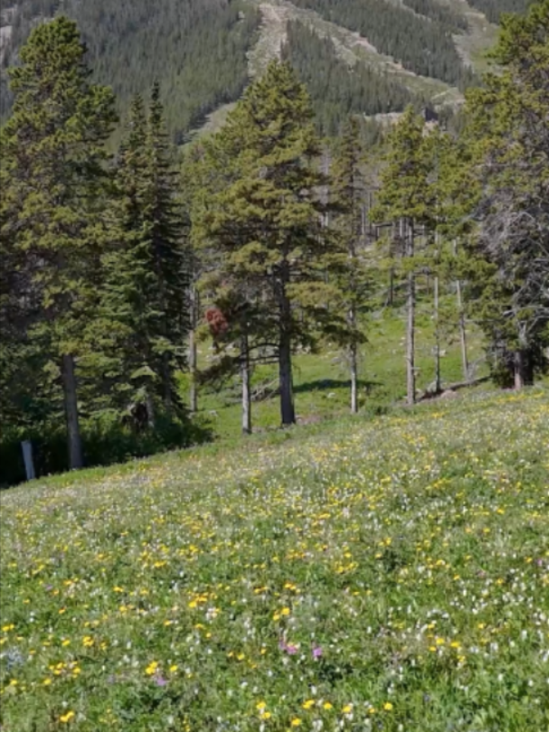 Red Lodge Mountain