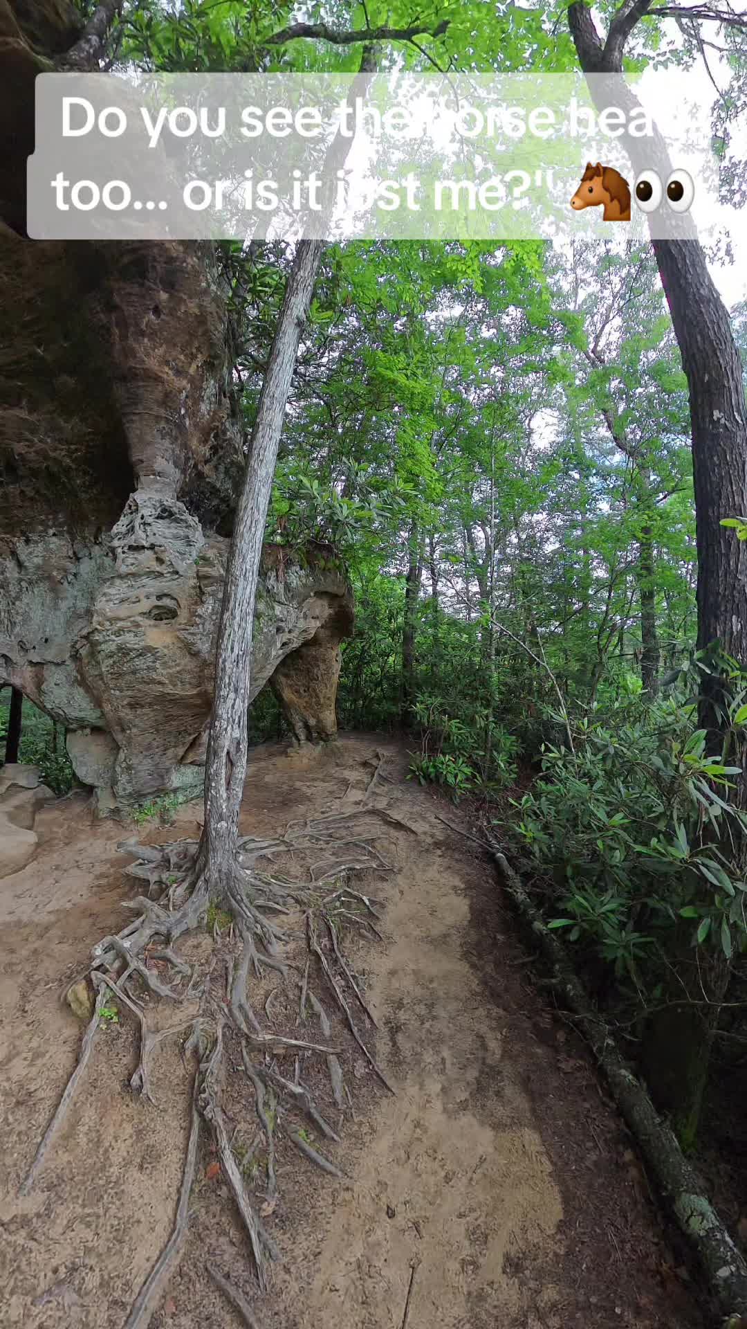Red River Gorge Geological Area (Daniel Boone National Forest)