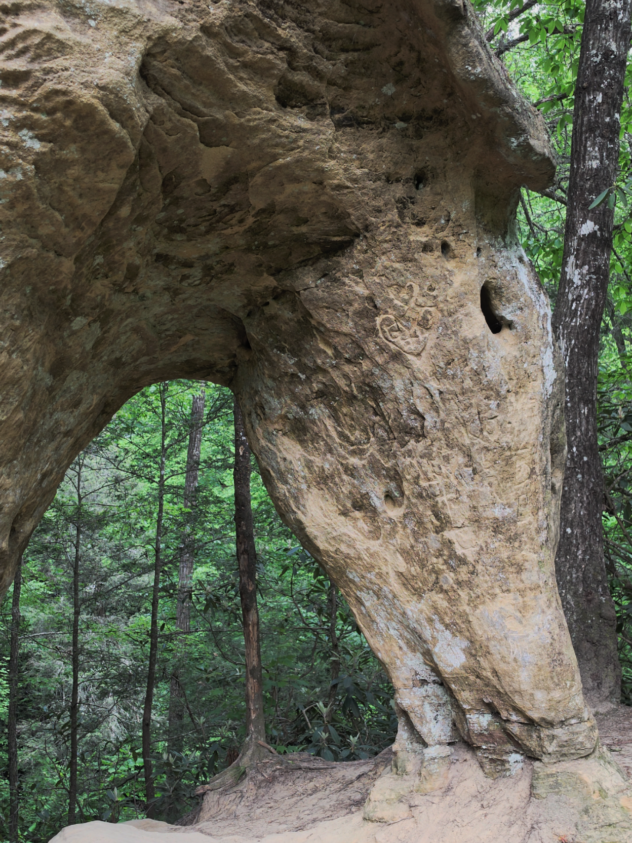 Red River Gorge Geological Area (Daniel Boone National Forest)