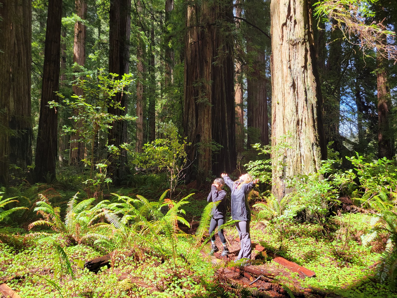 Redwood National and State Parks, CA