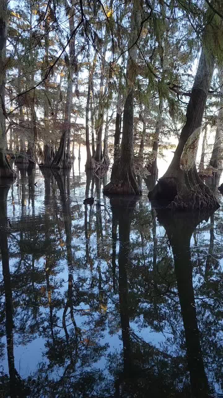 Reelfoot Lake