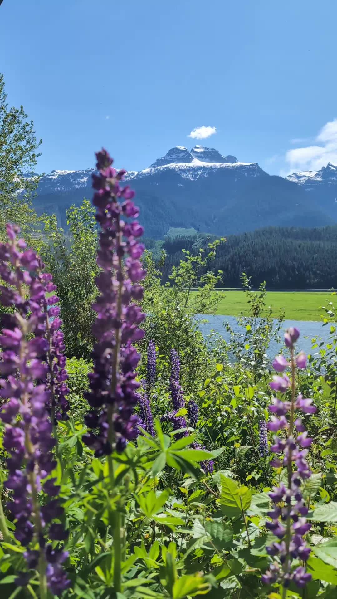 Revelstoke