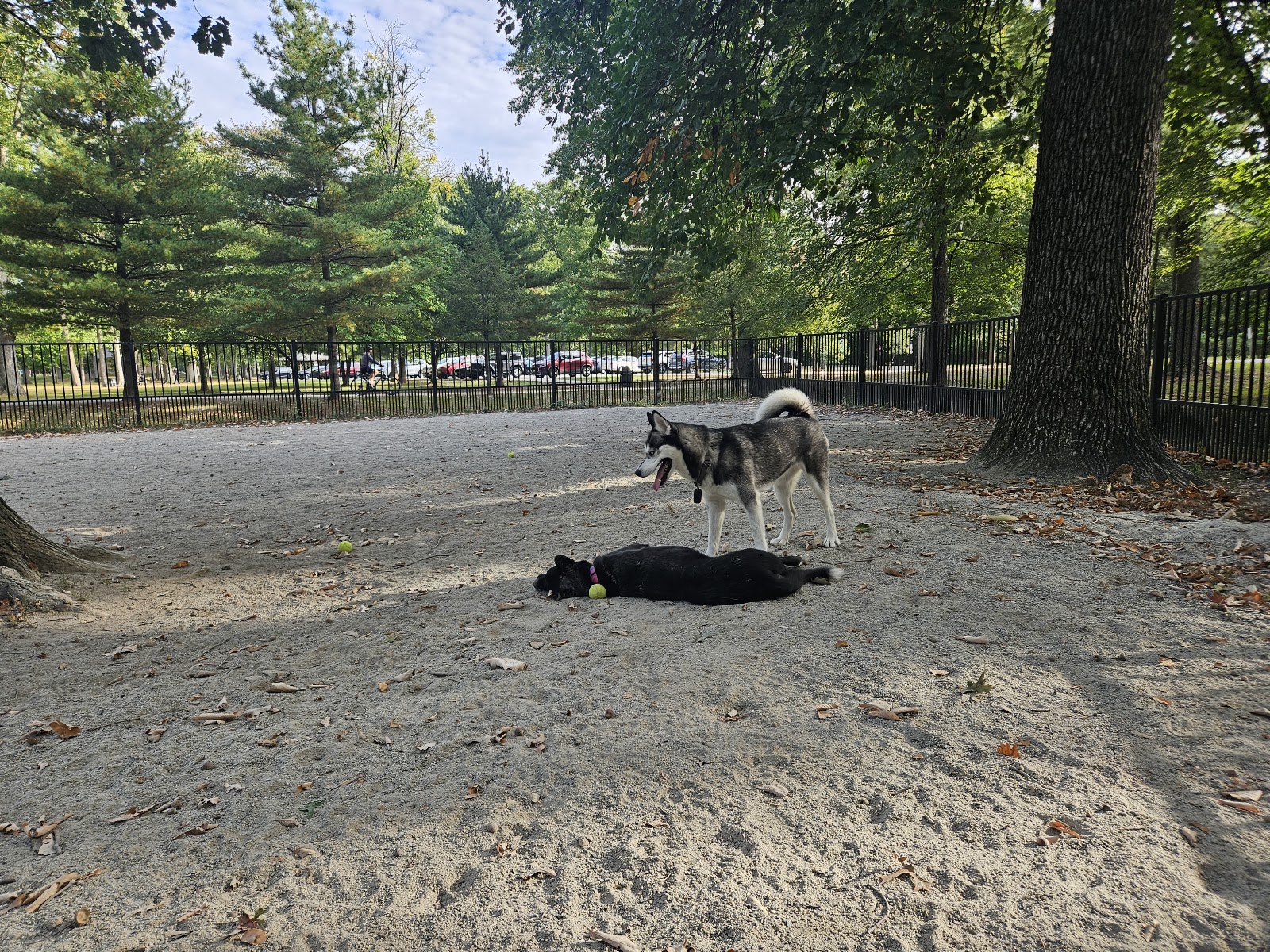 Ridgewood Dog Park