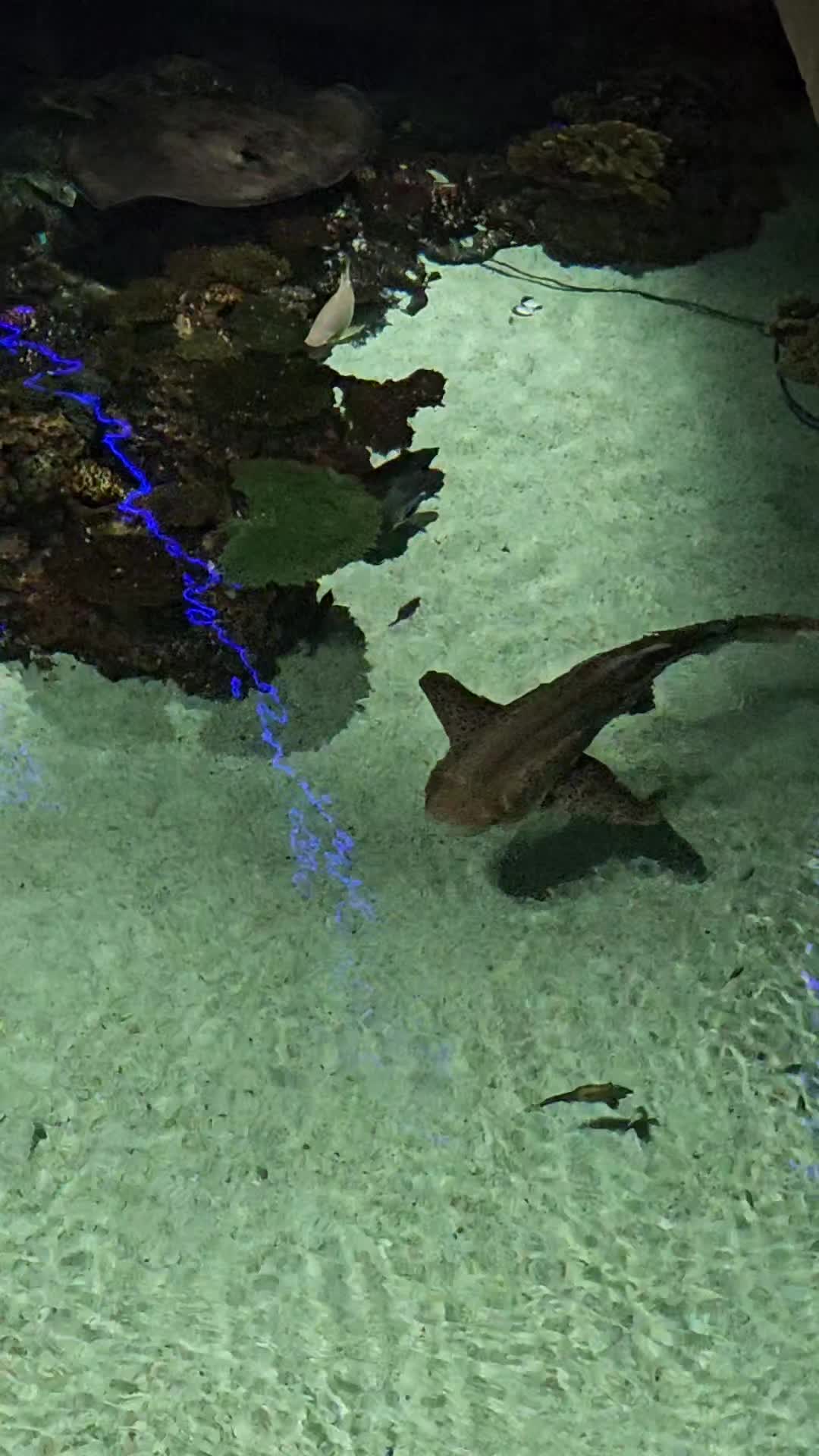 Ripley's Aquarium of Canada