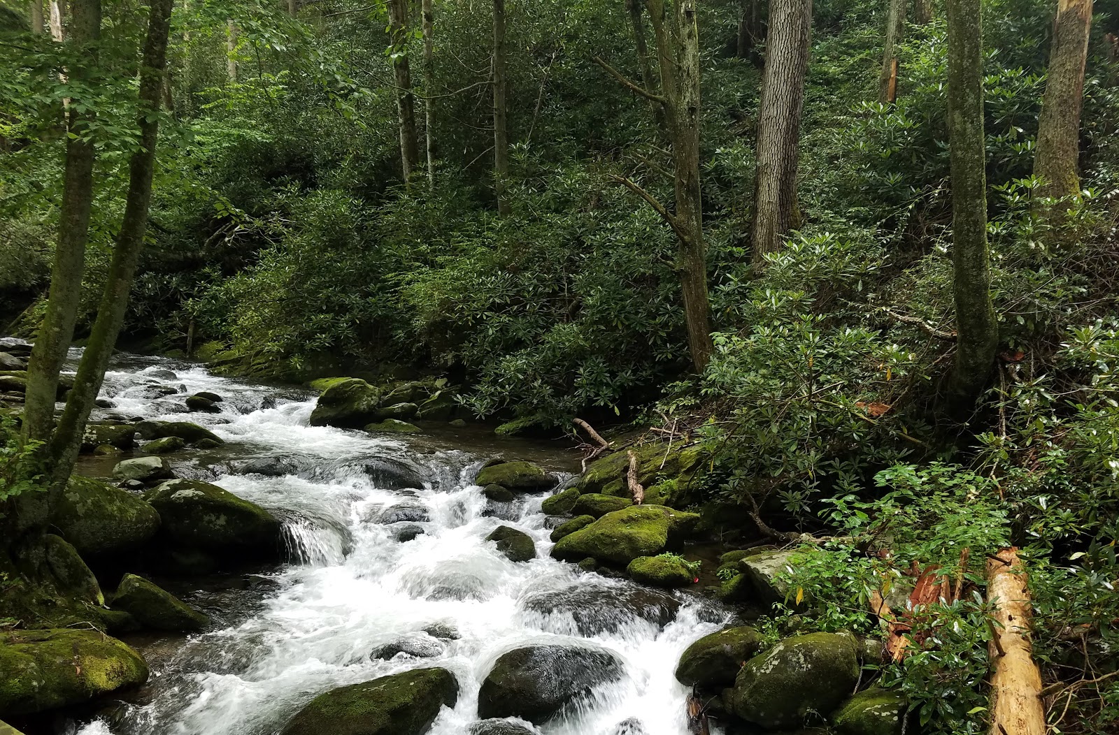 Roaring Fork Motor Nature Trail