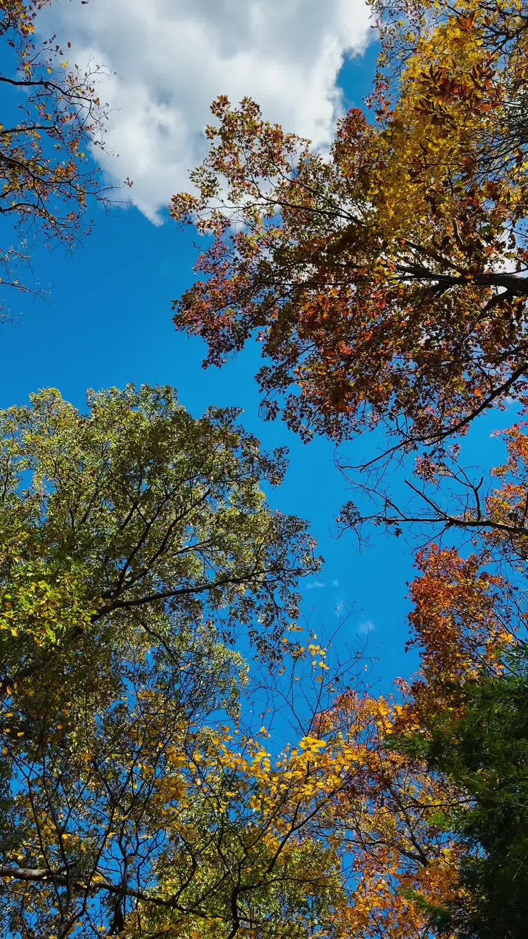 Roaring Fork Motor Nature Trail