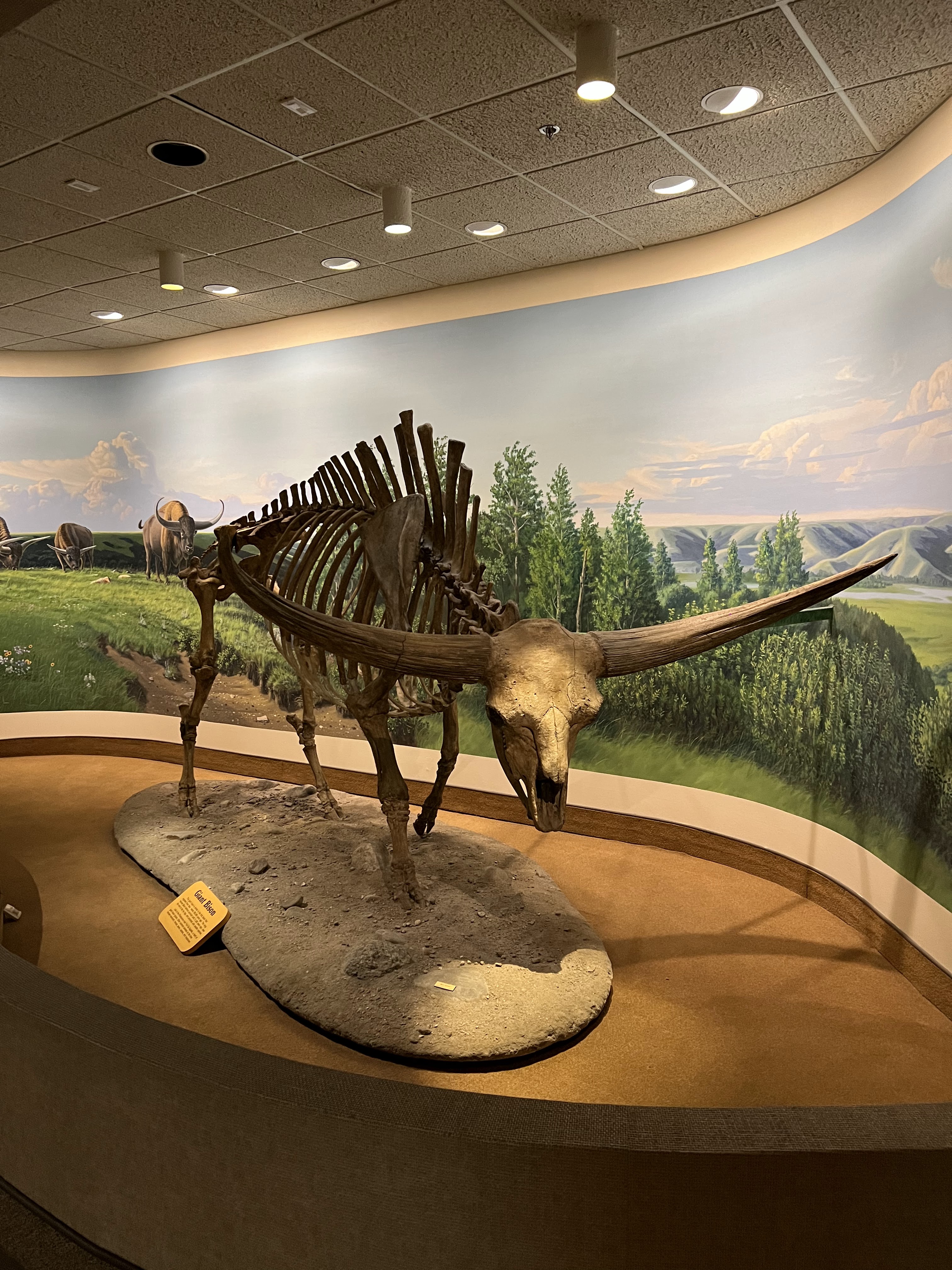 Royal Saskatchewan Museum (Regina)