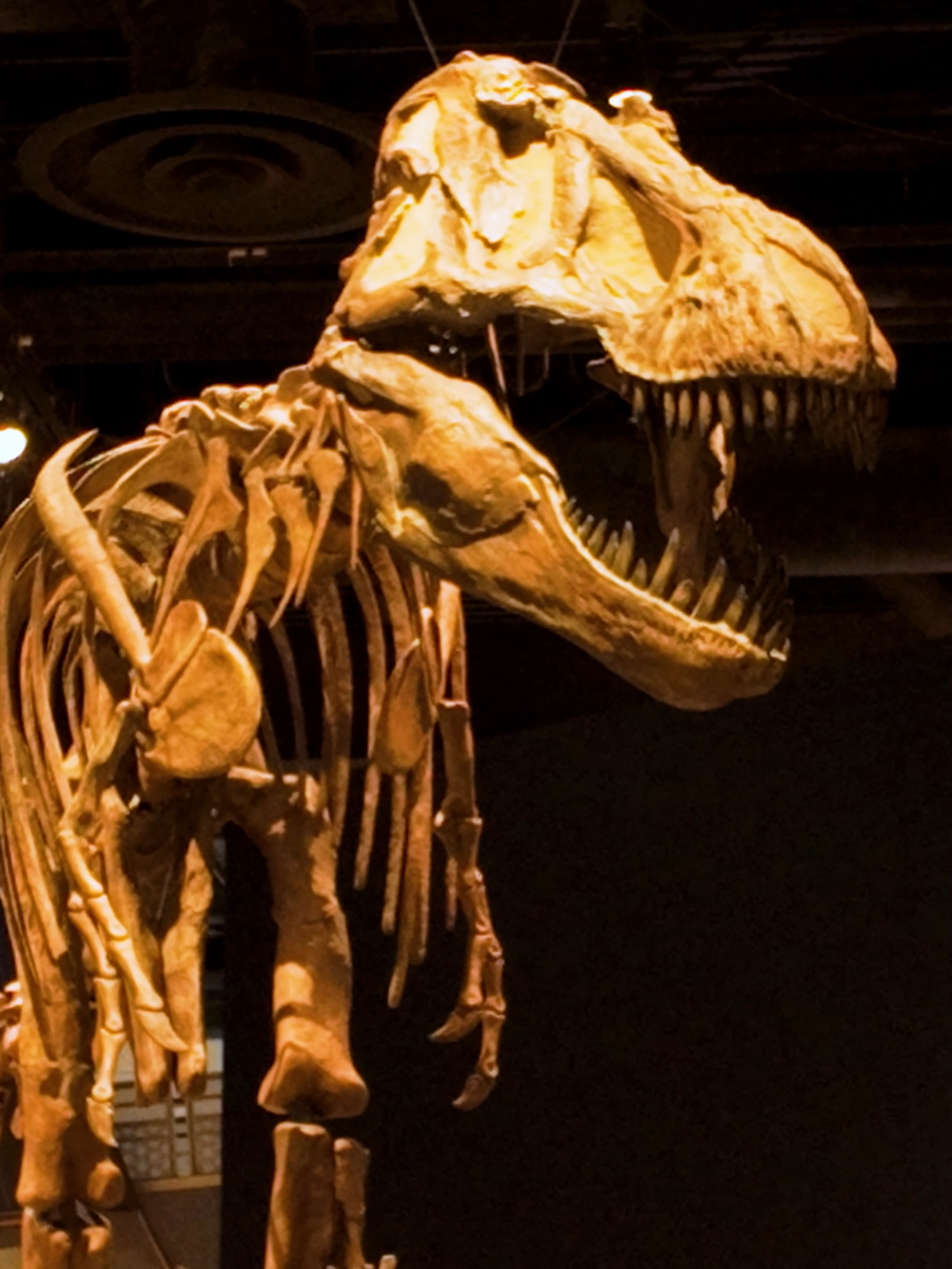Royal Tyrrell Museum (Drumheller)