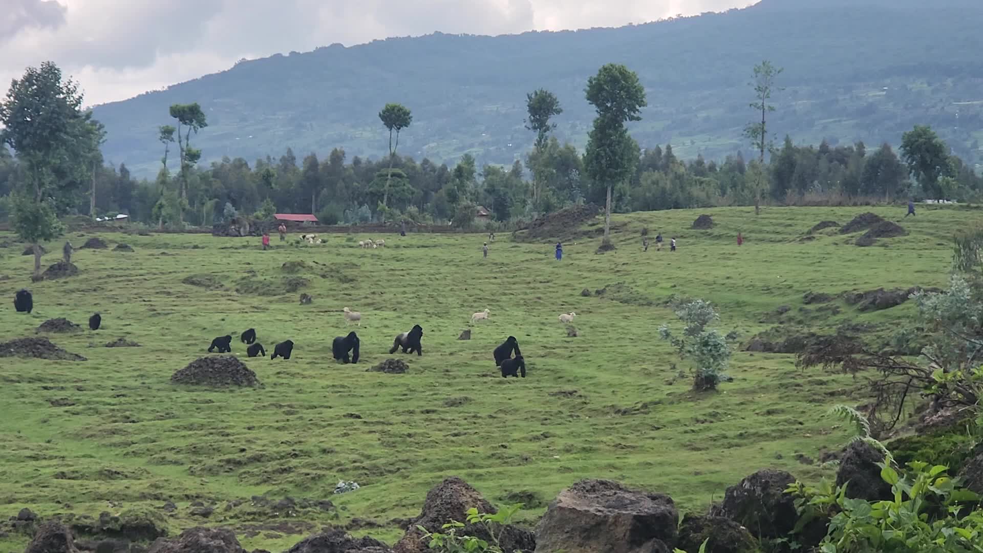 Rwanda Gorilla Guardians Village