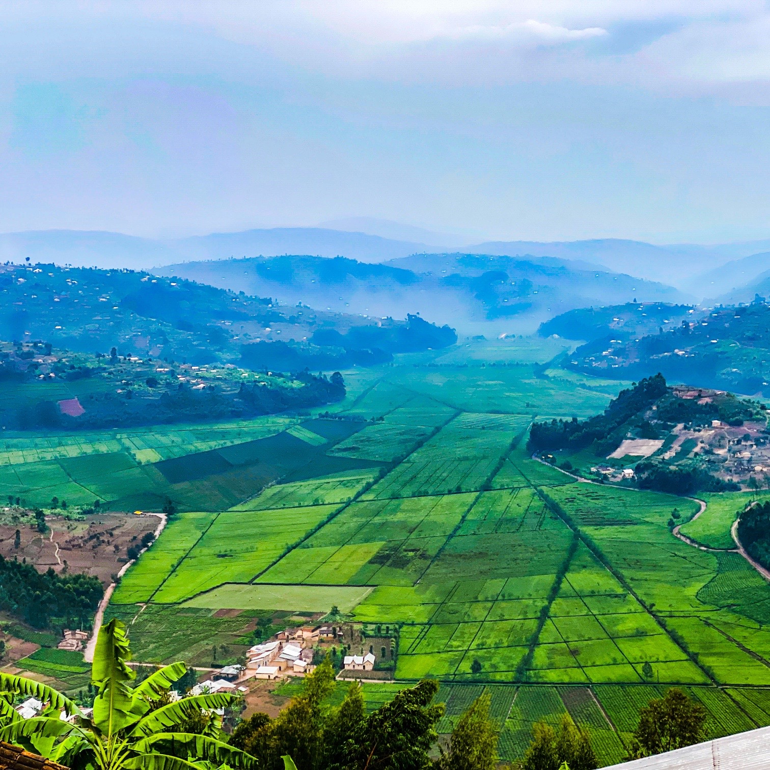 Rwerere Tea Plantation