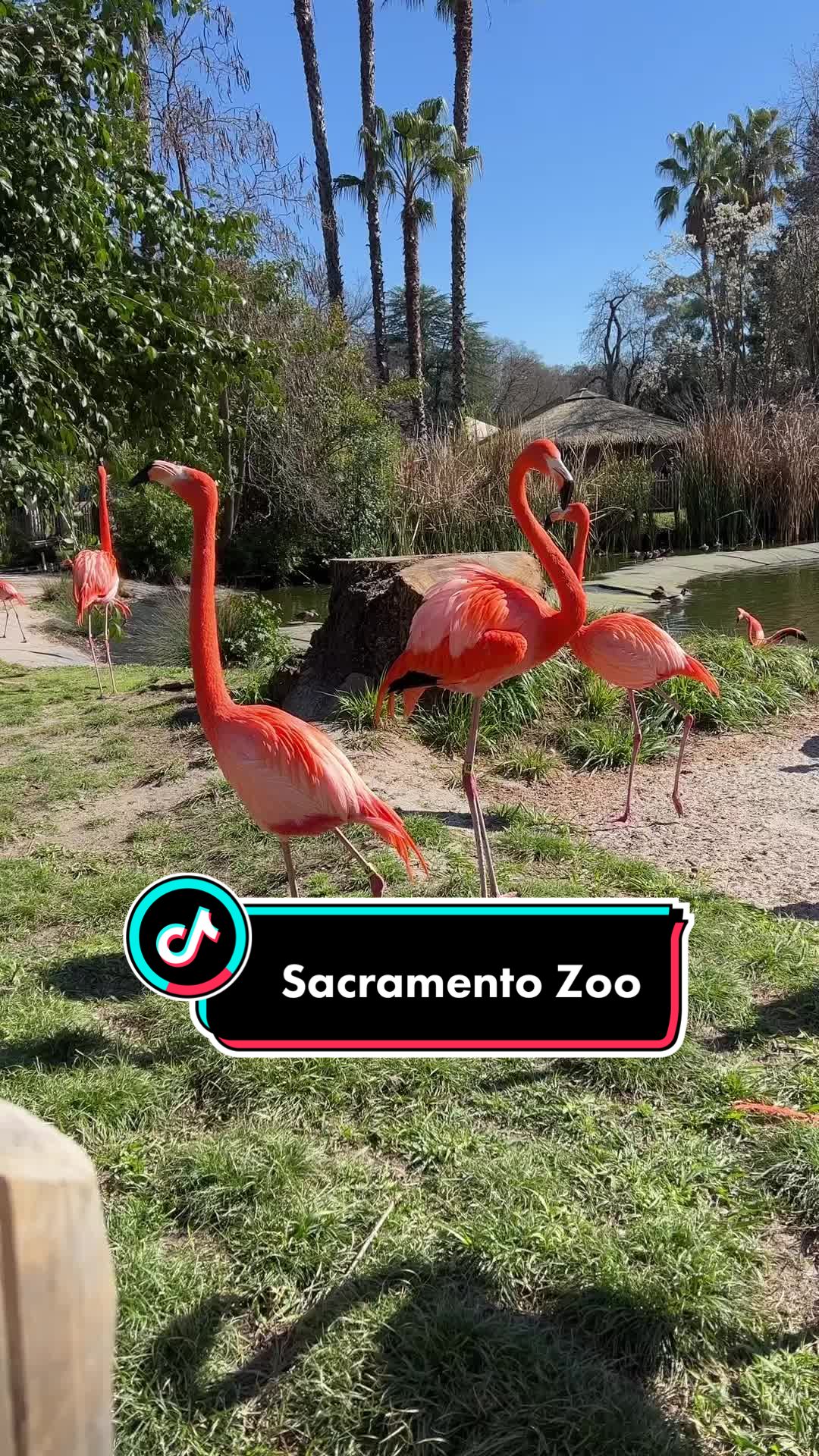 Sacramento Zoo