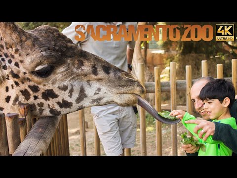 Sacramento Zoo