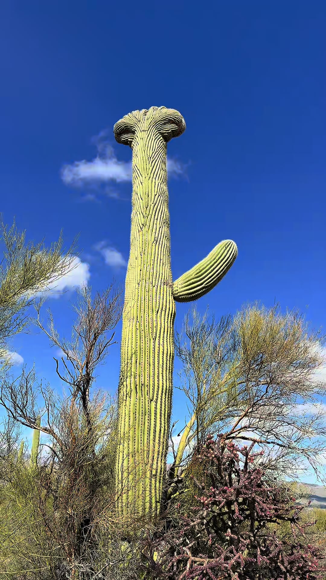 Saguaro National Park