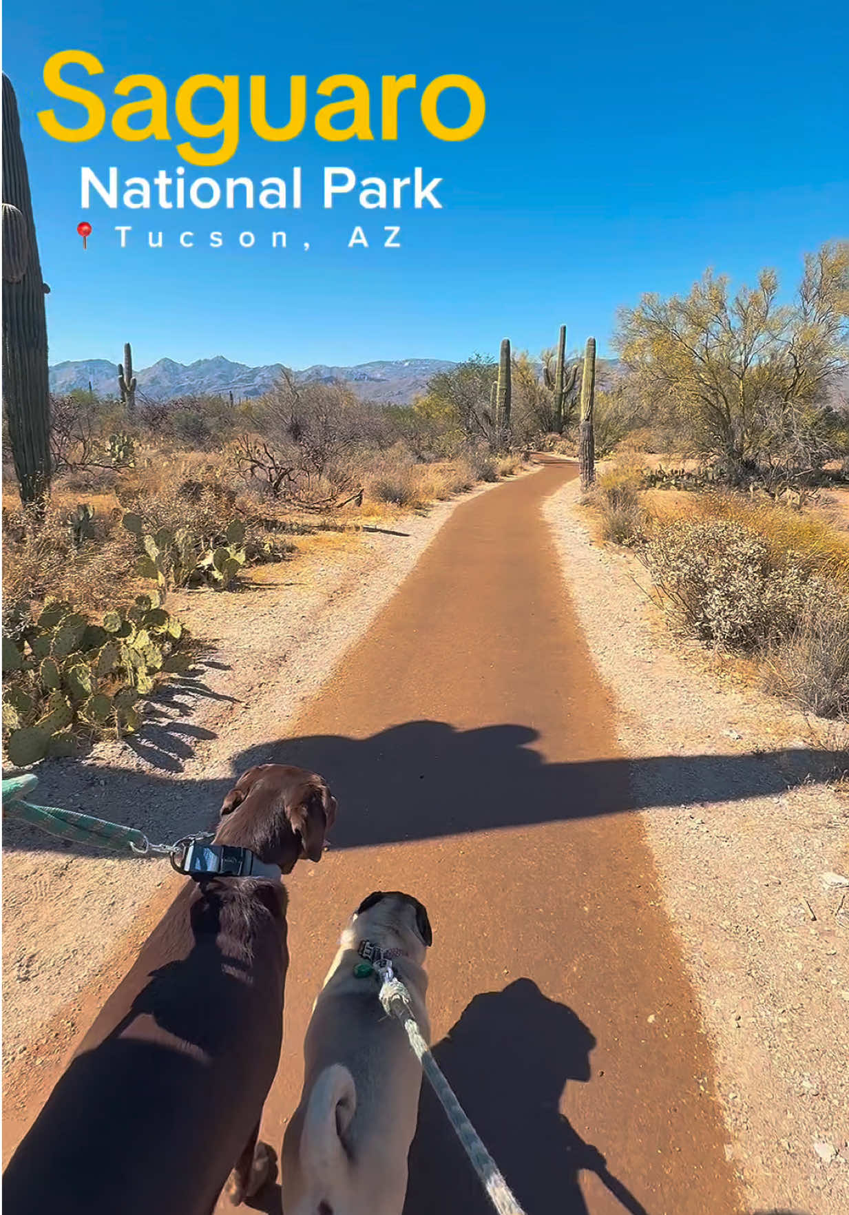 Saguaro National Park