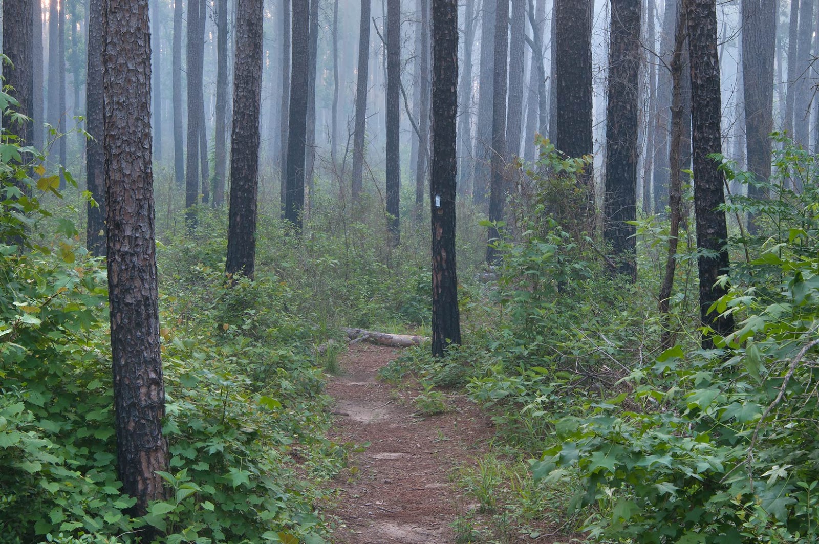 Sam Houston National Forest